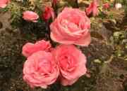 Usado, Plantas ornamentales plantones de rosas segunda mano  Arequipa
