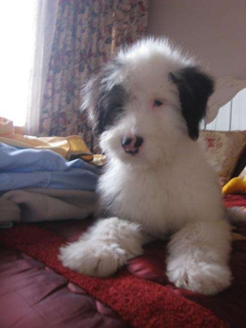 PASTOR OVEJERO INGLÉS - BOBTAIL PERÚ ❤️