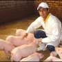 te ofrecemos lechones, pavos y cuyes beneficiados