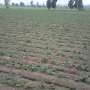 por ocasion vendo terreno agricola  en huaral